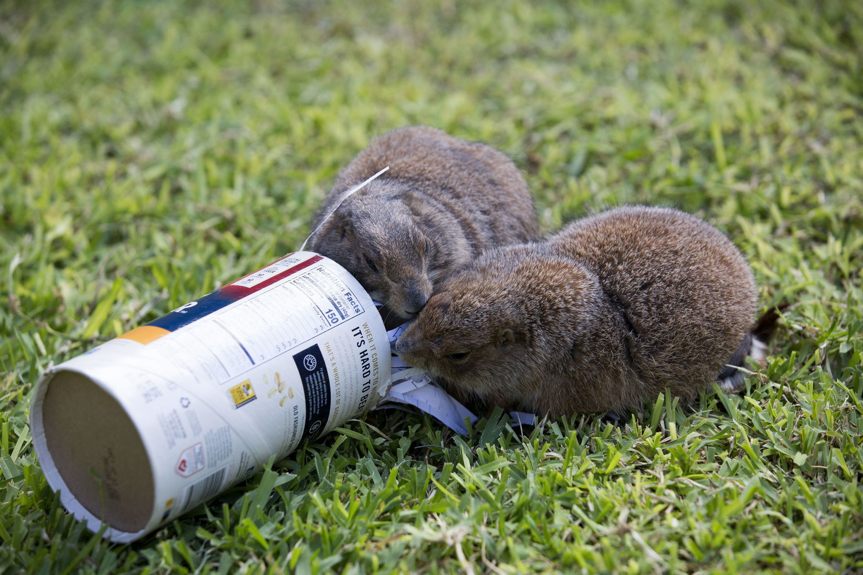 Animal enrichment